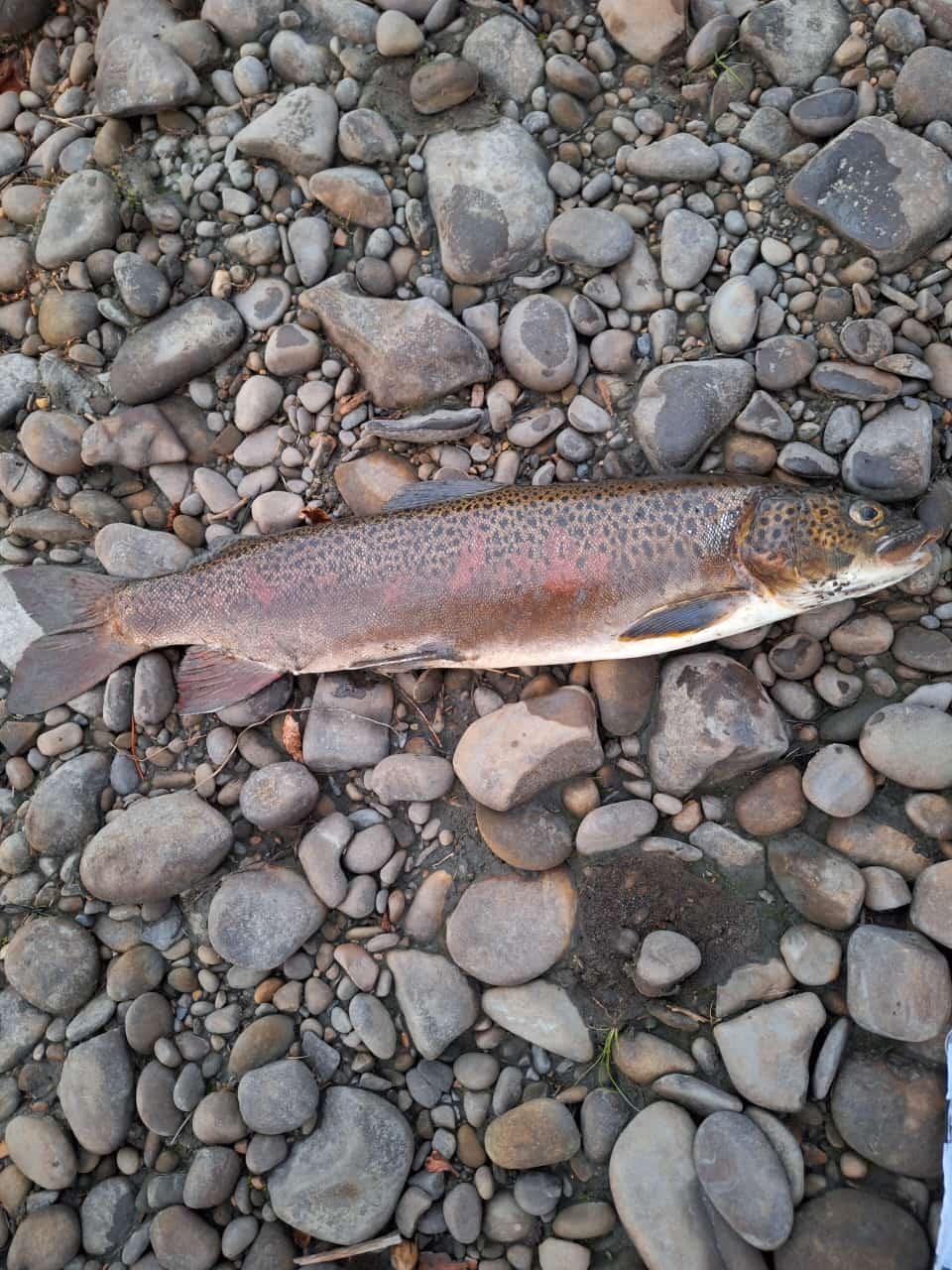 bc8b7013-e22f-4b2c-8062-54e16fd7bfd4-whatsapp image 2025-11-06 at 17.41.23.jpeg